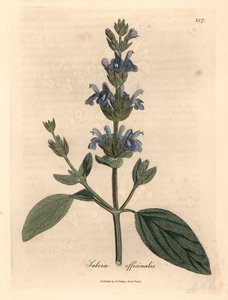 Sálvia florida azul, Salvia officinalis, de uma ilustração botânica de James Sowerby de William Woodville e "Botânica Médica" de Sir William Jackson Hooker 1832 (gravura em cobre colorida à mão)