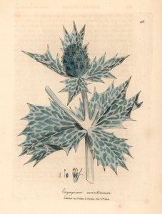 Azevinho do mar florido azul ou eryngo, Eryngium maritinum, de uma ilustração botânica de James Sowerby de William Woodville e "Botânica Médica" de Sir William Jackson Hooker 1832 (gravura em cobre colorida à mão) de James (after) Sowerby