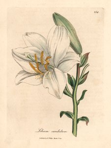 Lírio branco comum, Lilium candidum, de uma ilustração botânica de James Sowerby de William Woodville e "Botânica Médica" de Sir William Jackson Hooker 1832 (gravura em placa de cobre colorida à mão)