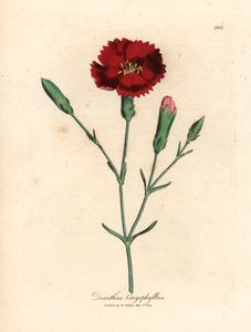 Cravo carmesim, rosa cravo, Dianthus caryophyllus, de uma ilustração botânica de James Sowerby de William Woodville e "Medical Botany" 1832 de Sir William Jackson Hooker (gravura em chapa de cobre colorida à mão)