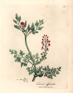 Fumaria Fumaria officinalis, de uma ilustração botânica de James Sowerby de William Woodville e "Medical Botany" de Sir William Jackson Hooker, 1832 (gravura em chapa de cobre colorida à mão) de James (after) Sowerby