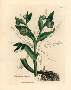Heléboro fétido florido verde ou pé de urso, Helleborus foetidus, de uma ilustração botânica de James Sowerby de William Woodville e "Medical Botany" de Sir William Jackson Hooker 1832 (gravura em cobre colorida à mão) de James (after) Sowerby
