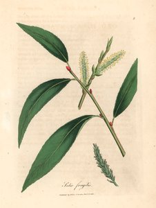 Folhas e peles de salgueiro de crack, Salix fragilis, de uma ilustração botânica de James Sowerby de William Woodville e "Medical Botany" de Sir William Jackson Hooker 1832 (gravura em chapa de cobre colorida à mão) de James (after) Sowerby