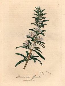 Alecrim florido azul claro, Rosmarinus officinalis, de uma ilustração botânica de James Sowerby de William Woodville e "Botânica Médica" de Sir William Jackson Hooker 1832 (gravura em cobre colorida à mão)