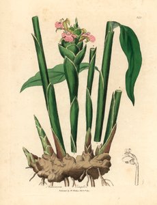 Gengibre de folhas estreitas, Zingiber officinale , de uma ilustração botânica de James Sowerby de William Woodville e "Medical Botany" de Sir William Jackson Hooker 1832 (gravura em chapa de cobre colorida à mão) de James (after) Sowerby