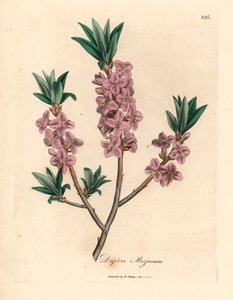 Mezereon de flor rosa, Daphne mezereum, de uma ilustração botânica de James Sowerby de William Woodville e "Medical Botany" de Sir William Jackson Hooker 1832 (gravura em cobre colorida à mão) de James (after) Sowerby