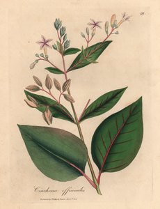 Árvore de casca de árvore peruana florida rosa, Cinchona officinalis, de uma ilustração botânica de James Sowerby de William Woodville e "Medical Botany" 1832 de Sir William Jackson Hooker (gravura em chapa de cobre colorida à mão) de James (after) Sowerby