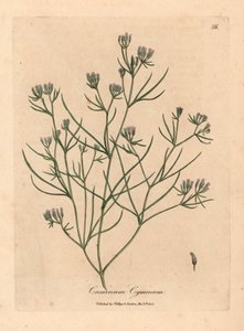 Cominho florido rosa, Cuminum cyminum, de uma ilustração botânica de James Sowerby de William Woodville e "Medical Botany" de Sir William Jackson Hooker 1832 (gravura em cobre colorida à mão) de James (after) Sowerby