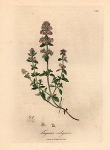 Tomilho de jardim rosa florido, Thymus vulgaris, de uma ilustração botânica de James Sowerby de William Woodville e "Medical Botany" de Sir William Jackson Hooker, 1832 (gravura em chapa de cobre colorida à mão) de James (after) Sowerby