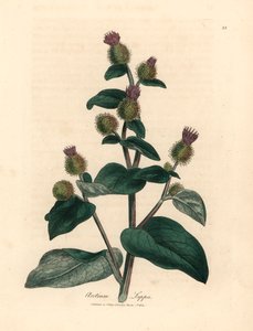 Bardana florida roxa, Arctium lappa, de uma ilustração botânica de James Sowerby de William Woodville e "Botânica Médica" de Sir William Jackson Hooker 1832 (gravura em cobre colorida à mão) de James (after) Sowerby