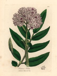 Ancião anão de flor roxa, Sambucus ebulus, de uma ilustração botânica de James Sowerby de William Woodville e "Medical Botany" de Sir William Jackson Hooker 1832 (gravura em chapa de cobre colorida à mão)