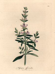 Hissopo florido roxo, Hyssopus officinalis, de uma ilustração botânica de James Sowerby de William Woodville e "Botânica Médica" de Sir William Jackson Hooker 1832 (gravura em cobre colorida à mão) de James (after) Sowerby