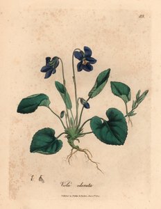 Violeta doce florida roxa, Viola odorata, de uma ilustração botânica de James Sowerby de William Woodville e "Botânica Médica" de Sir William Jackson Hooker 1832 (gravura em cobre colorida à mão)