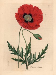 Papoila vermelha ou papoila de milho, Papaver rhoeas, de uma ilustração botânica de James Sowerby de William Woodville e "Medical Botany" 1832 de Sir William Jackson Hooker (gravura em chapa de cobre colorida à mão) de James (after) Sowerby