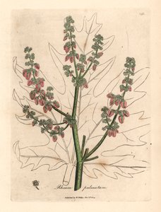 Flores e talo de Rubarb, contorno de folhas, Rheum palmatum, de uma ilustração botânica de James Sowerby de William Woodville e "Medical Botany" de Sir William Jackson Hooker 1832 (gravura em chapa de cobre colorida à mão) de James (after) Sowerby