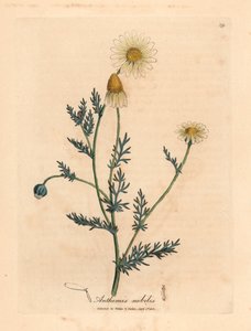 Camomila branca e amarela florida, Anthemis nobilis, de uma ilustração botânica de James Sowerby de William Woodville e "Medical Botany" 1832 de Sir William Jackson Hooker (gravura em chapa de cobre colorida à mão) de James (after) Sowerby