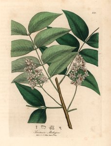 Árvore de mogno branco florido, Swietenia mahogani, de uma ilustração botânica de James Sowerby de William Woodville e "Medical Botany" de Sir William Jackson Hooker 1832 (gravura em chapa de cobre colorida à mão) de James (after) Sowerby