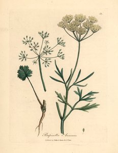 Anis branco florido, Pimpinella anisum, de uma ilustração botânica de James Sowerby de William Woodville e "Medical Botany" de Sir William Jackson Hooker 1832 (gravura em chapa de cobre colorida à mão) de James (after) Sowerby