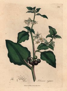 Flor branca, baga preta, erva-moura de jardim, Solanum nigrum, de uma ilustração botânica de James Sowerby de William Woodville e "Botânica Médica" de Sir William Jackson Hooker 1832 (gravura em cobre colorida à mão)