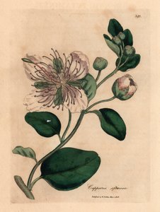 Capparis spinosa, de uma ilustração botânica de James Sowerby de William Woodville e "Medical Botany" de Sir William Jackson Hooker, 1832 (gravura em chapa de cobre colorida à mão) de James (after) Sowerby