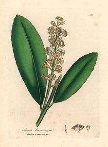Louro de cerejeira branca florida, Prunus laurocerasus, de uma ilustração botânica de James Sowerby de William Woodville e "Medical Botany" de Sir William Jackson Hooker, 1832 (gravura em chapa de cobre colorida à mão)