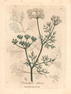 Coentros brancos floridos, Coriandrum sativum, de uma ilustração botânica de James Sowerby de William Woodville e "Medical Botany" de Sir William Jackson Hooker 1832 (gravura em chapa de cobre colorida à mão) de James (after) Sowerby