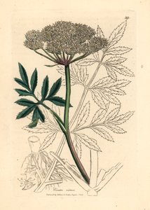 Cicuta virosa , de uma ilustração botânica de James Sowerby de William Woodville e "Medical Botany" de Sir William Jackson Hooker, 1832 (gravura em chapa de cobre colorida à mão) de James (after) Sowerby