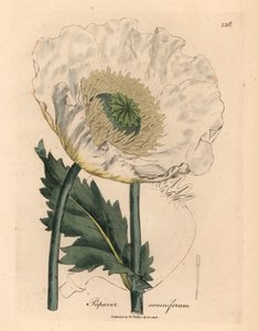 Papoila branca, Papaver somniferum, de uma ilustração botânica de James Sowerby de William Woodville e "Botânica Médica" de Sir William Jackson Hooker 1832 (gravura em cobre colorida à mão) de James (after) Sowerby