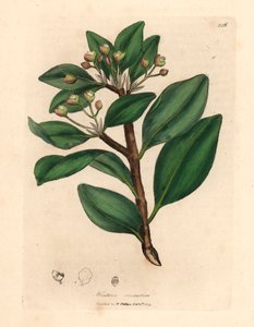 Árvore de casca de inverno, Wintera aromatica, Drimys winteri, de uma ilustração botânica de James Sowerby de William Woodville e "Medical Botany" de Sir William Jackson Hooker 1832 (gravura em cobre colorida à mão)