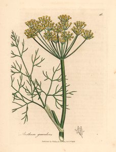Endro de flores amarelas, Anethum graveolens, de uma ilustração botânica de James Sowerby de William Woodville e "Botânica Médica" de Sir William Jackson Hooker 1832 (gravura em placa de cobre colorida à mão) de James (after) Sowerby