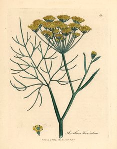 Funcho amarelo florido, Anethum foeniculum, de uma ilustração botânica de James Sowerby de William Woodville e "Medical Botany" de Sir William Jackson Hooker, 1832 (gravura em chapa de cobre colorida à mão) de James (after) Sowerby