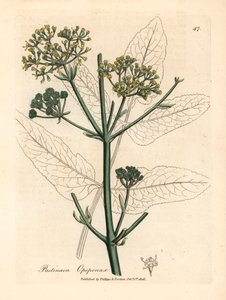 Opopanax amarelo florido ou parsnep, Pastinaca opopanax, de uma ilustração botânica de James Sowerby de William Woodville e Sir William Jackson Hooker, "Medical Botany" 1832 (gravura em chapa de cobre colorida à mão) de James (after) Sowerby