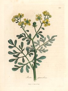 Arruda florida amarela, Ruta graveolens, de uma ilustração botânica de James Sowerby de William Woodville e "Medical Botany" 1832 de Sir William Jackson Hooker (gravura em chapa de cobre colorida à mão) de James (after) Sowerby