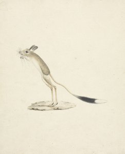 Jerboa No. 4 (wc sobre grafite no papel) de James 1730-94 Bruce