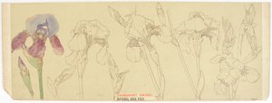 Estudos Botânicos, 1900-30 (wc no papel) de James Atherton