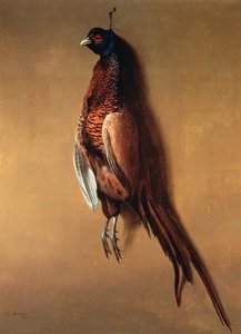 Faisão de galo, 1822