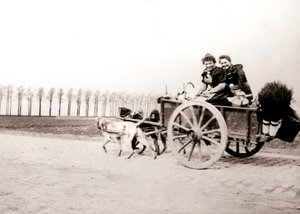 Cães puxando mulheres em um carrinho, Antuérpia, 1898. de James Batkin