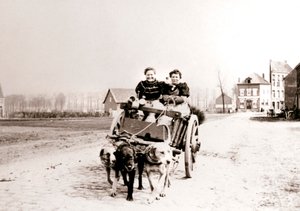 Cães puxando mulheres em um carrinho, Antuérpia, 1898.