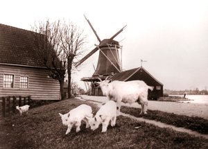Cabras, Laandam, Países Baixos, 1898. de James Batkin