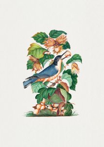 O belo pica-pau-de-bico-curto de James Bolton