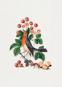 Pintarroxo-comum e morango silvestre