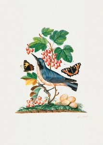 Toutinegra-subalpina