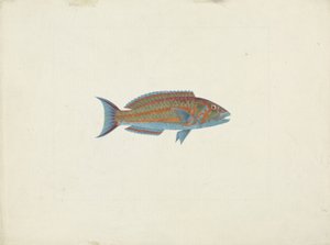 Um Peixe, El Hudderi Imbo (guache sobre grafite sobre papel) de James Bruce