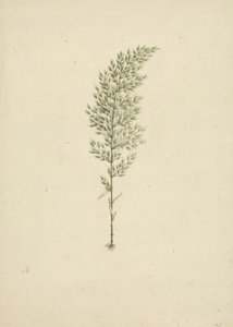 Arundinaria alpina K. Schum. (Bambu Africano): desenho de hábito acabado com raízes de James Bruce