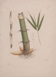 Arundinaria alpina K. Schum. (Bambu Africano): desenho acabado das secções do caule e do rebento com folhas