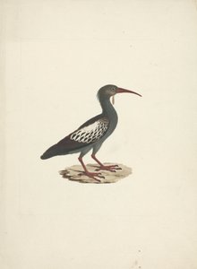 Bostrychia carunculata (Wattled Ibis) de James Bruce