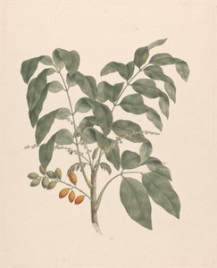 Brucea antidysenterica J. Miller (Árvore de James Bruce): desenho final com caule de frutos adicionado de James Bruce