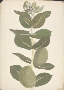 Calotropis procera (Ait.) Ait. f. (Maçã de Sodoma, Árvore Auricular): desenho acabado de planta de floração e frutificação