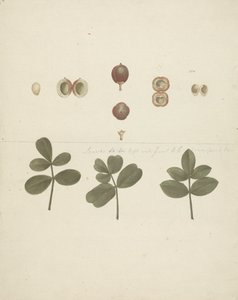 Commiphora gileadensis (L.) C. Chr. (Bálsamo de Gilead, Opobalsam): desenho acabado de frutos, frutos dissecados e folhas de James Bruce