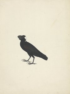 Corvs crassiris (Corvo de Bico Grosso) de James Bruce